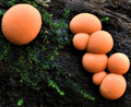featured image thumbnail for post Discovering Slime Molds - A Botanist’s Adventure