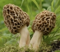 featured image thumbnail for post An Introduction to Fungi - Lauritzen Gardens
