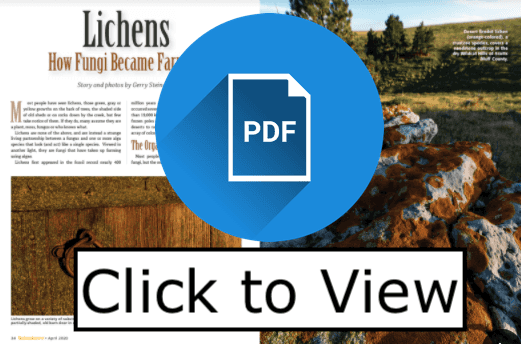lichens pdf view