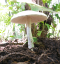 featured image thumbnail for post Deadly Mushrooms of Nebraska