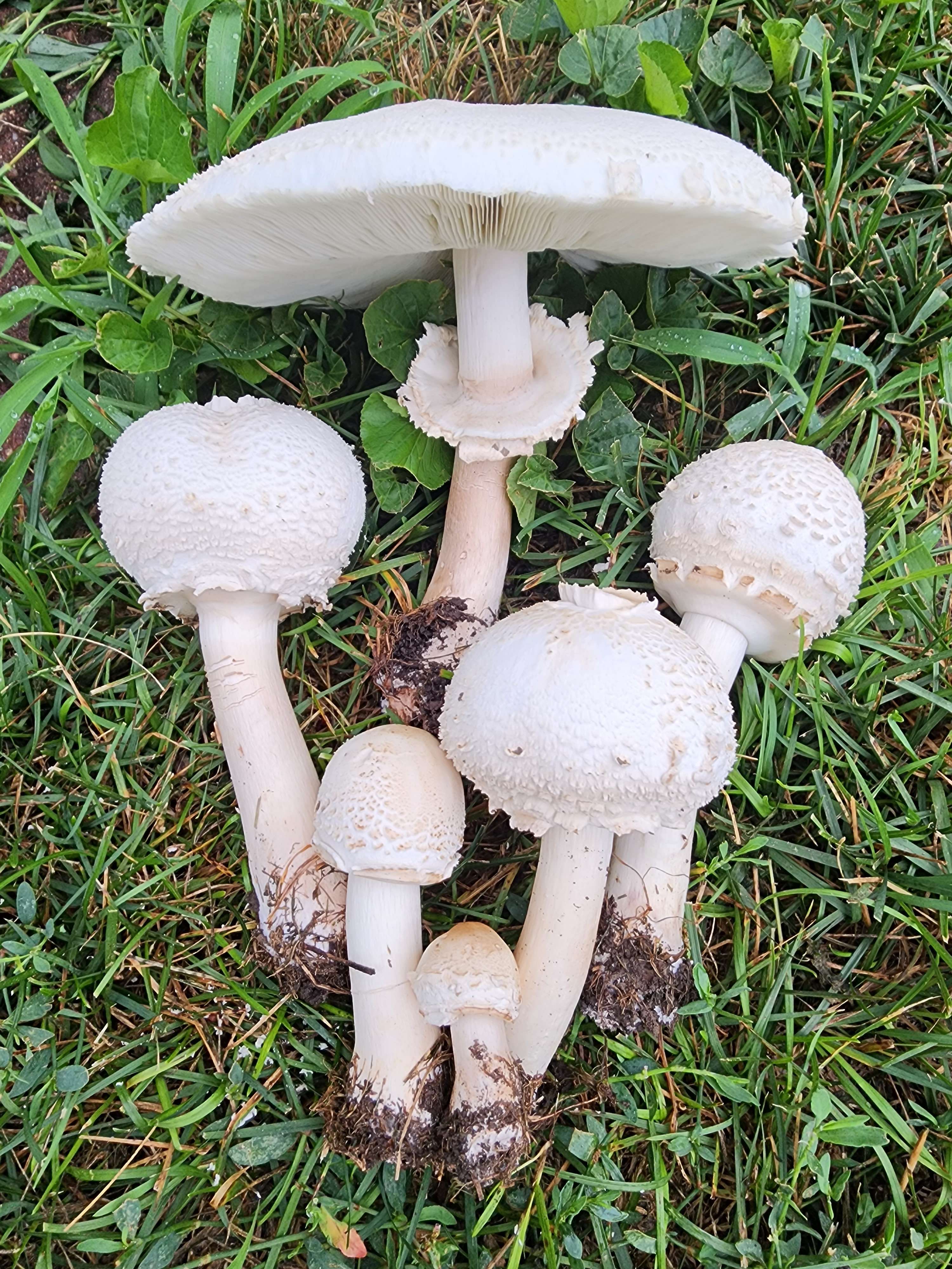 PSA - Poisonous Green-Spored Parasol in Nebraska Lawns | Blog