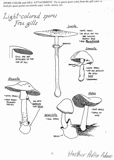 genera pdf view