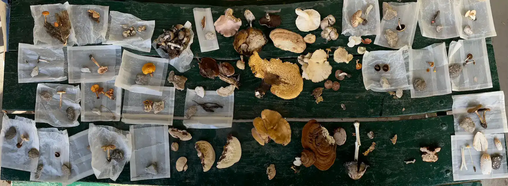 Mushroom Foray at Hummel Park - Sunday August 13th, 2023