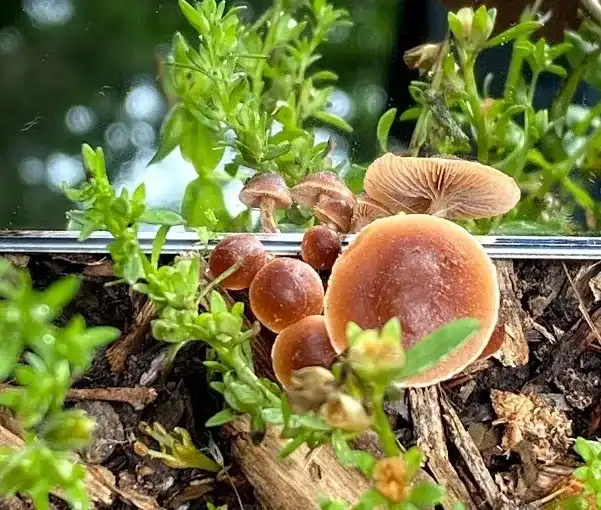 NebMyco 2026 Winter Get Together