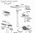 featured image thumbnail for post Drawings of Mushroom Genera