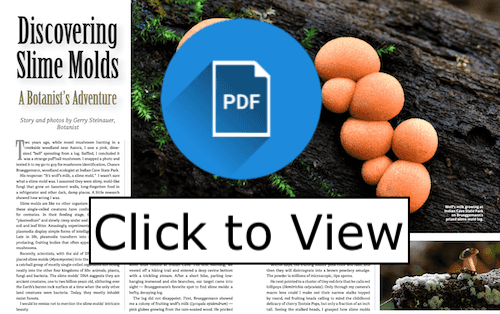 slime molds pdf view